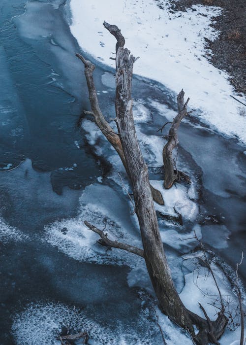 Бесплатное стоковое фото с ветвь, зима, лед