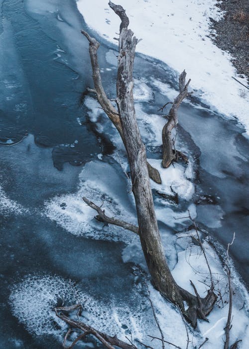 Бесплатное стоковое фото с ветвь, зима, лед