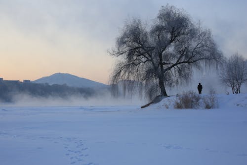 A Winter Landscape with a Snowy Field, Trees and Mountains in Distance 