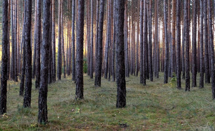 Brown Trees In Forest