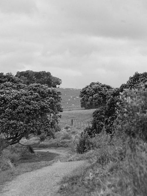 Ingyenes stockfotó dombok, fák, fekete-fehér témában