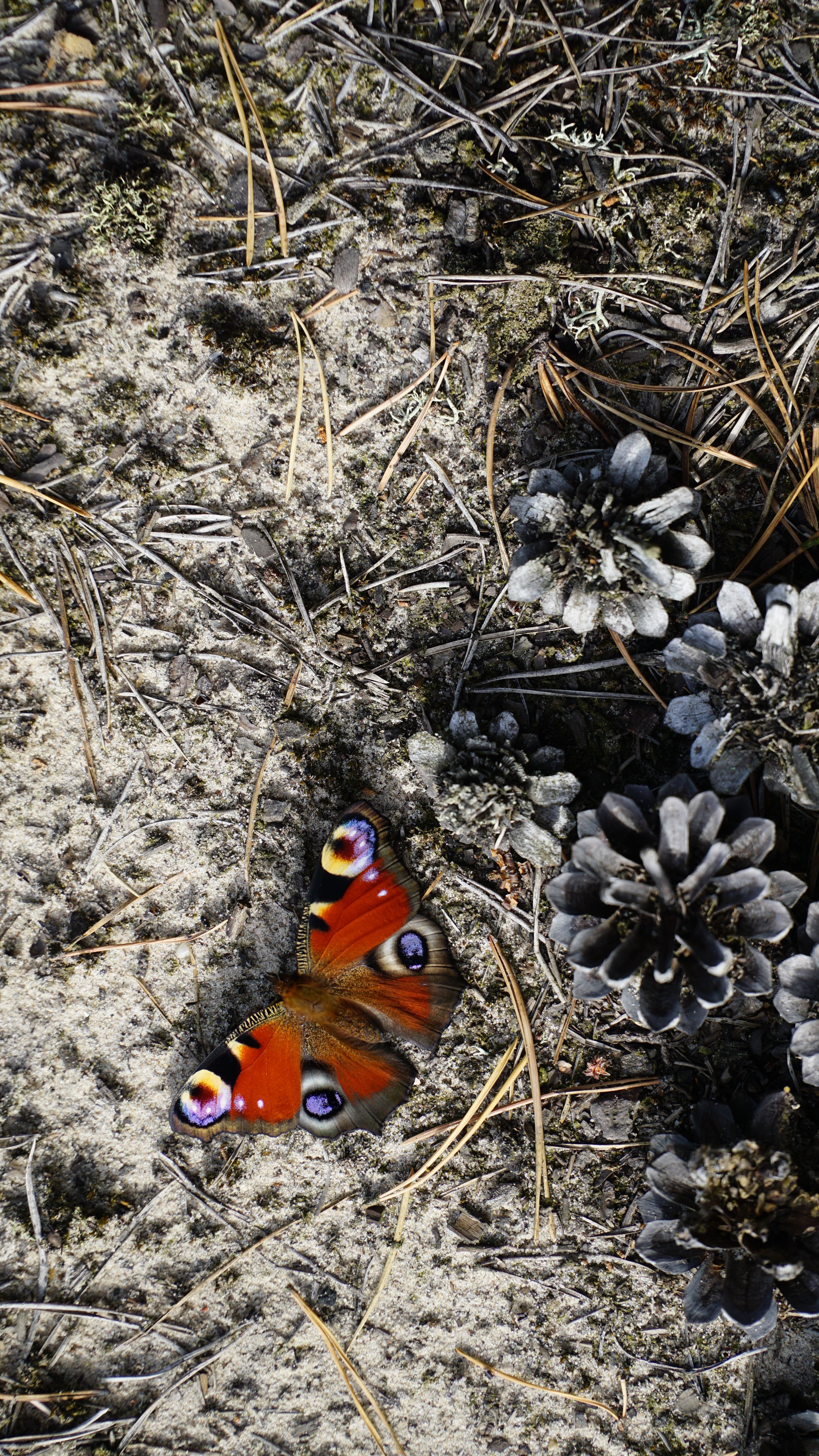 Close-up of a Peacock Butterfly on the Ground · Free Stock Photo