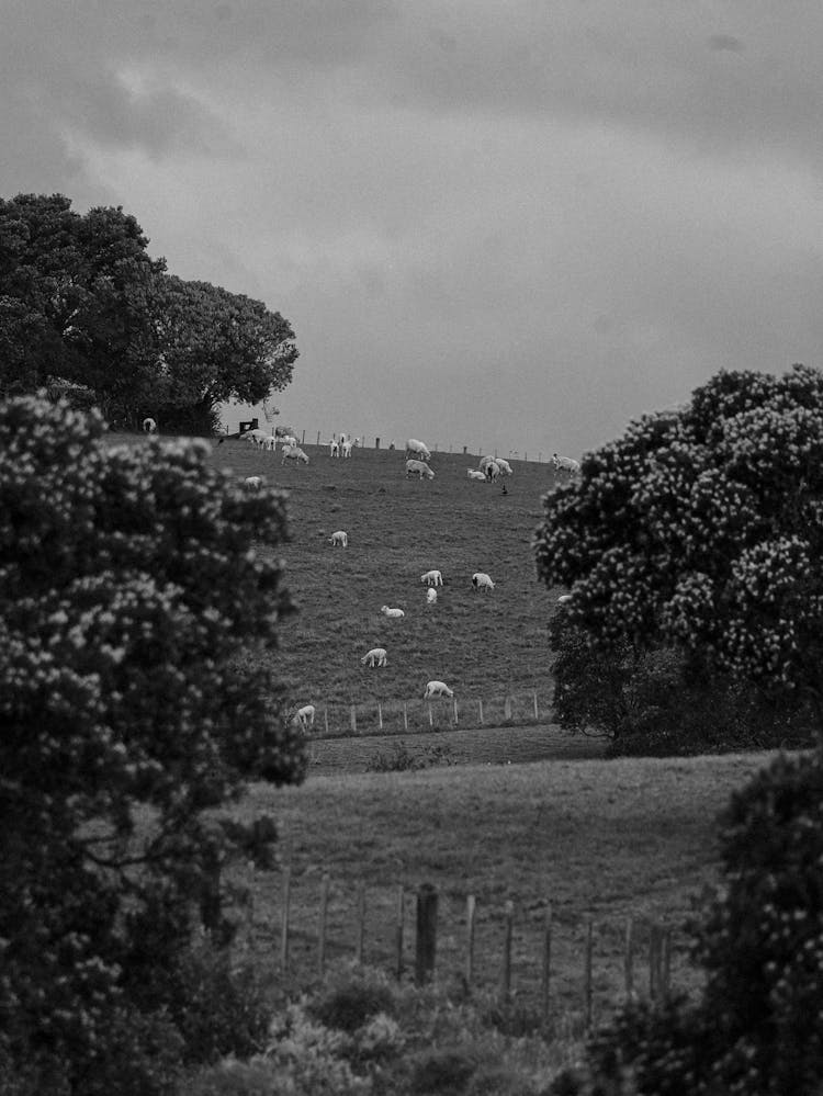 Flock Of Sheep In A Pasture On A Hill