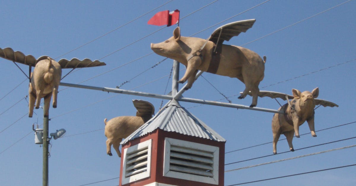 Free stock photo of pigs fly