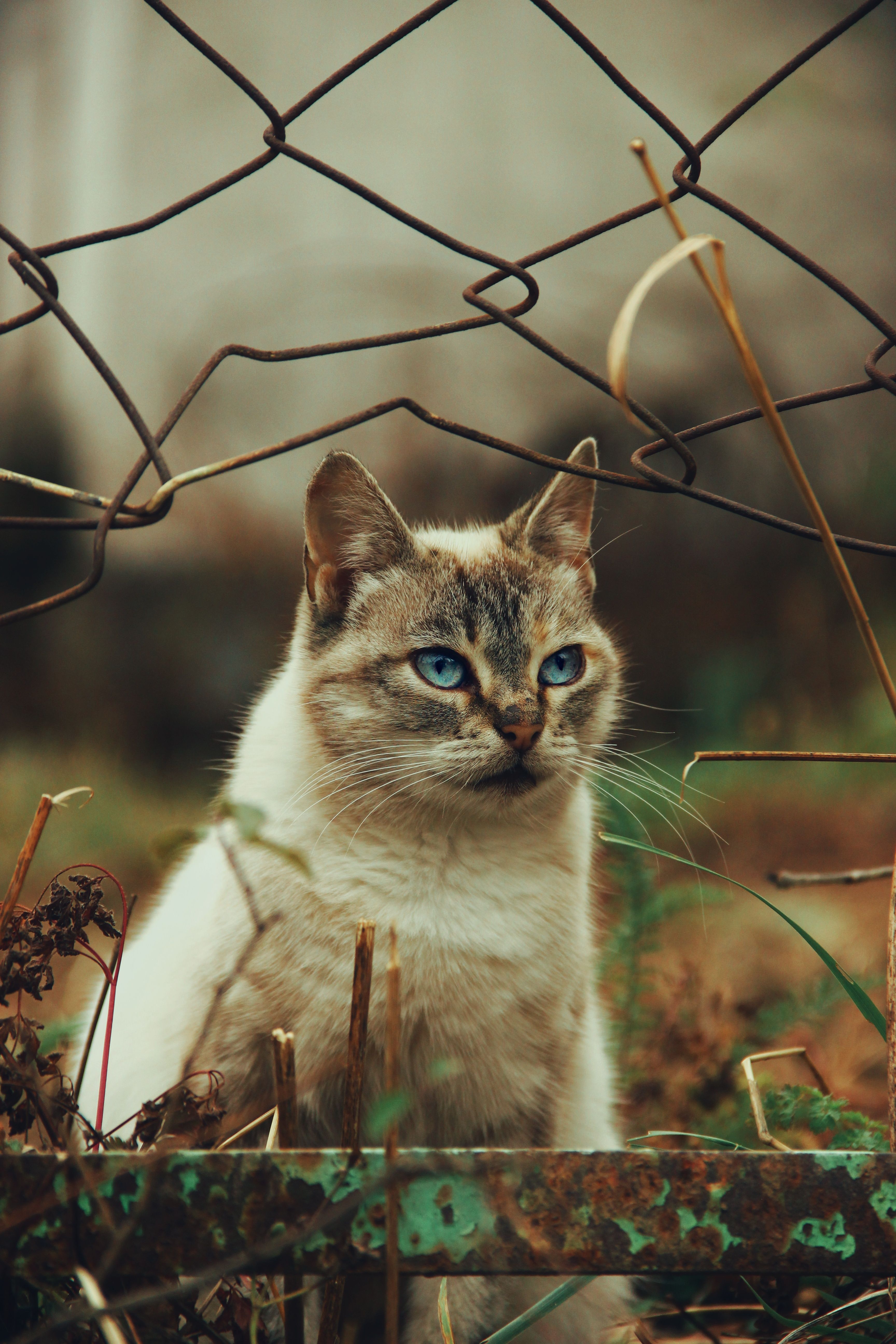 White Cat with Blue Eyes Sitting Near a Hole in the Fence · Free Stock ...