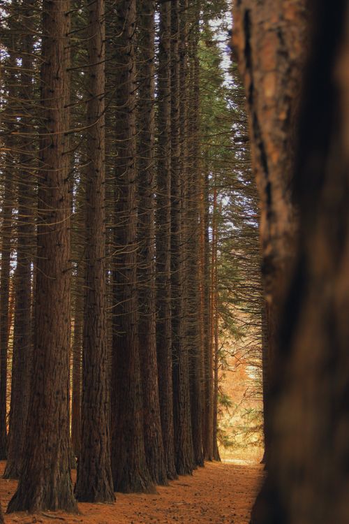 Free Vertical shot of tall evergreen trees lining a peaceful forest path in autumn. Stock Photo