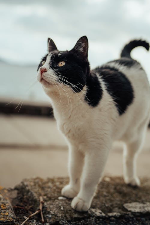 Foto profissional grátis de animal, fechar-se, fotografia animal