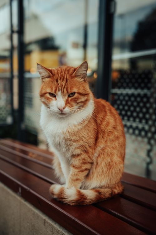Free Adorable ginger cat sitting on a bench, captured with blurred background. Stock Photo