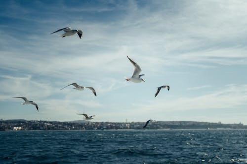 Бесплатное стоковое фото с берег, летающий, море