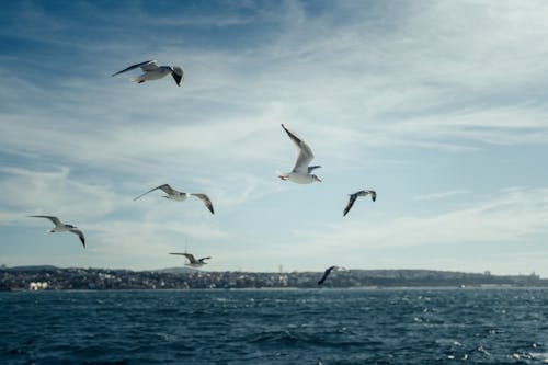 Imagine de stoc gratuită din coastă, fotografie cu animale sălbatice, fotografie de animale