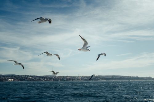 Free A flock of seagulls flying gracefully over the ocean, captured in clear daylight. Stock Photo