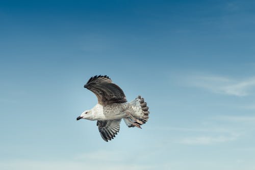 Kostenloses Stock Foto zu fliegen, himmel, möwe