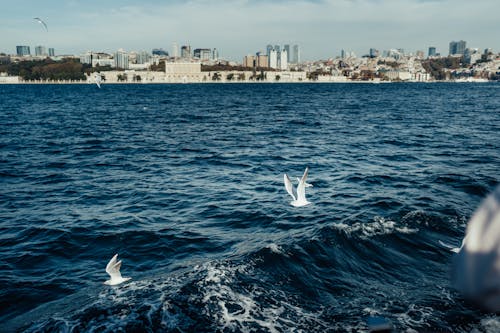 Безкоштовне стокове фото на тему «Берегова лінія, махати, міський пейзаж»