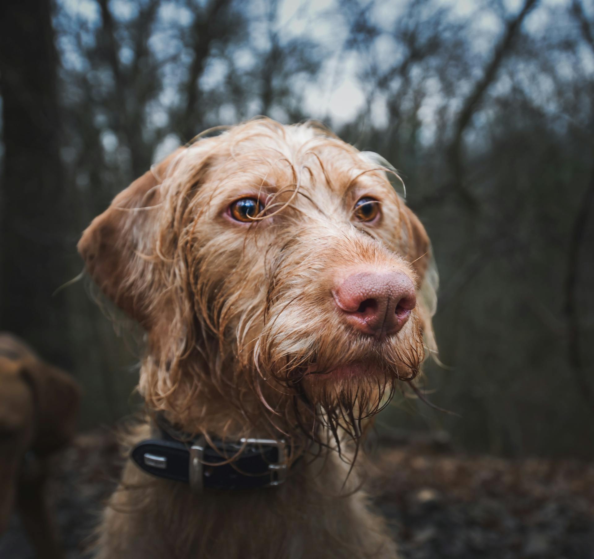 Närbild av en Vizslahund med våt päls