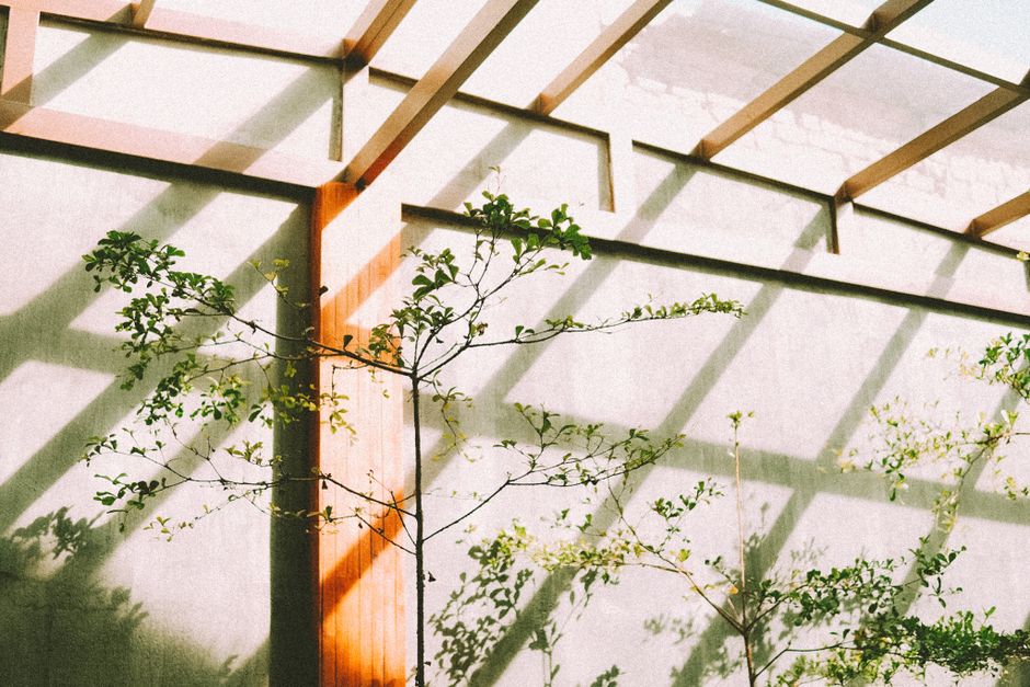 Sunlit branches casting shadows on an architectural wall, creating an artistic, minimalistic ambiance.