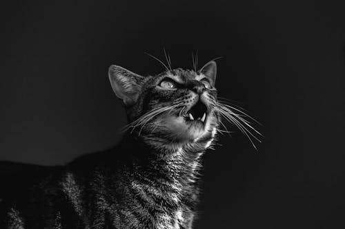 무료 고양이의 회색조 사진 스톡 사진