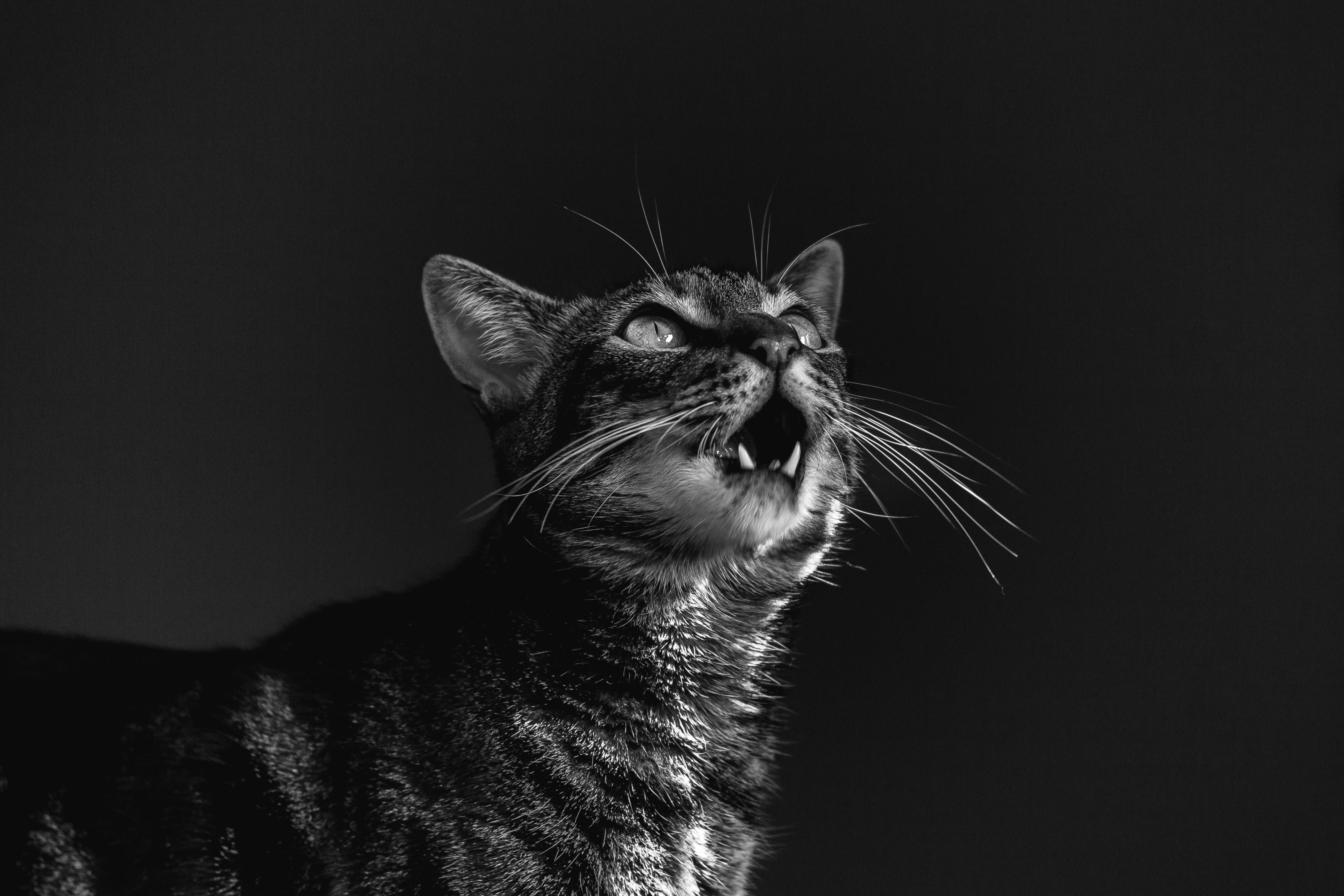 Grayscale Photography Of Cat · Free Stock Photo