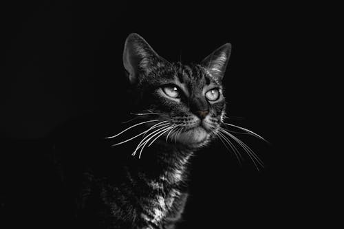 Selective Focus Photography Of Black Tabby Cat