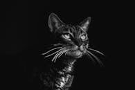 这是一幅虎斑猫的黑白肖像，优雅而富有细节，眼睛尤为引人注目