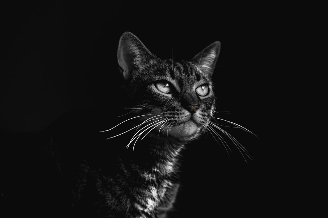 黑虎斑猫的选择性聚焦摄影
