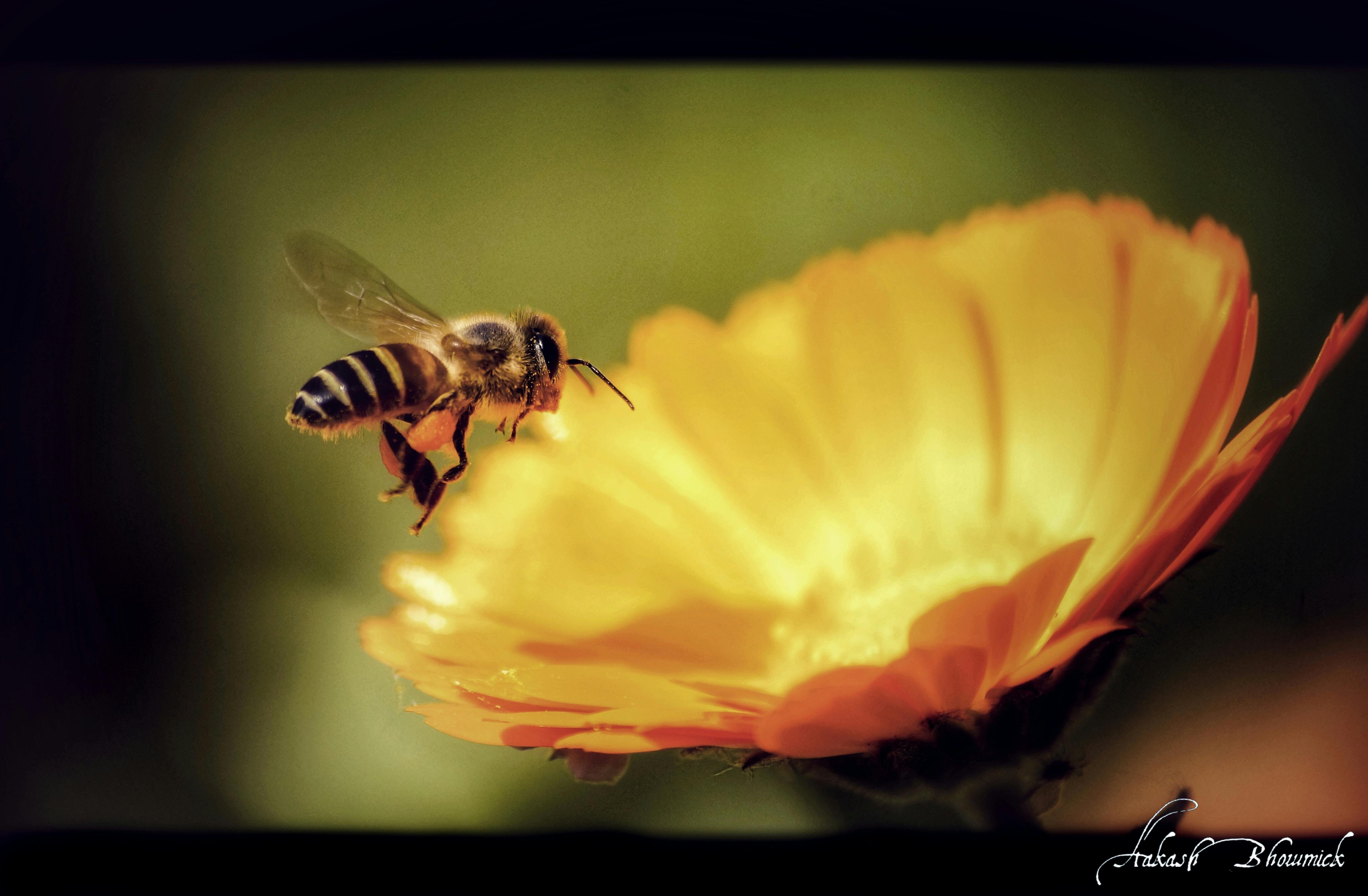 Free Stock Photo Of 4k Wallpaper Alternative Beauty In Nature