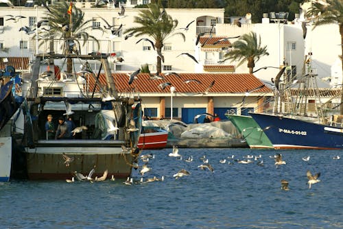 Kostenloses Stock Foto zu fischereifahrzeug, möwen