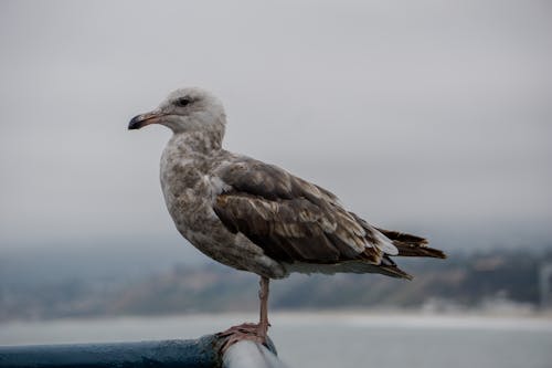 Foto profissional grátis de ave, fechar-se, fotografia animal