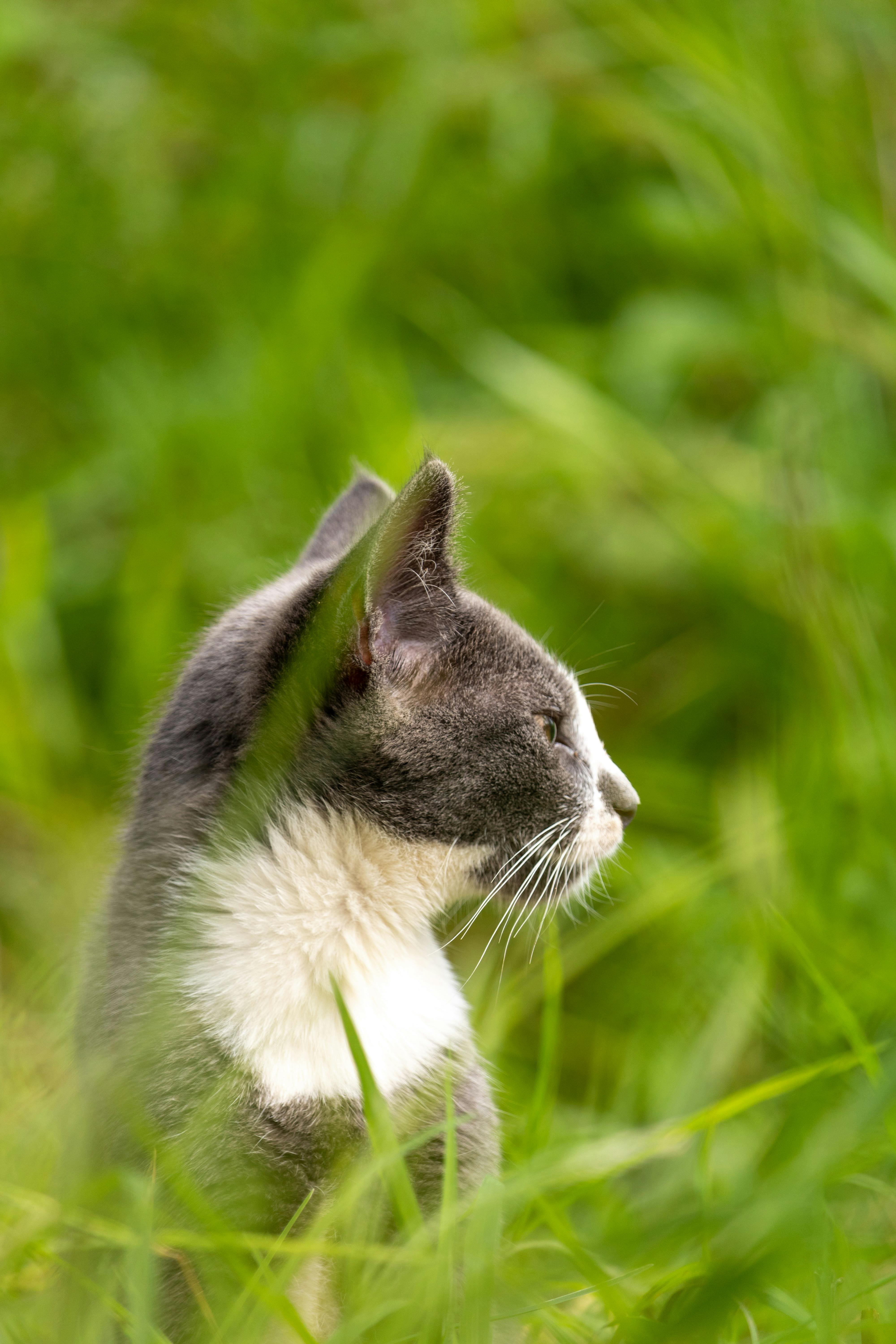 有关動物攝影, 垂直拍摄, 寵物, 特写, 綠色背景, 草, 貓, 頭的免费素材图片