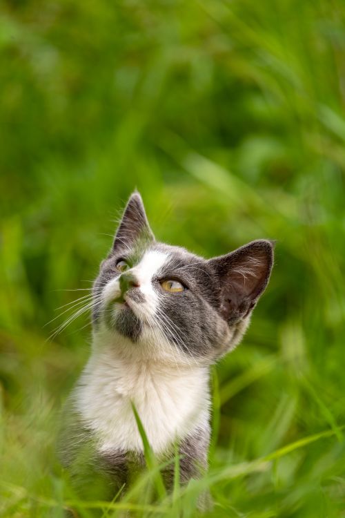Free A playful kitten gazes upwards, surrounded by vibrant green grass in Kigumba, Uganda. Stock Photo