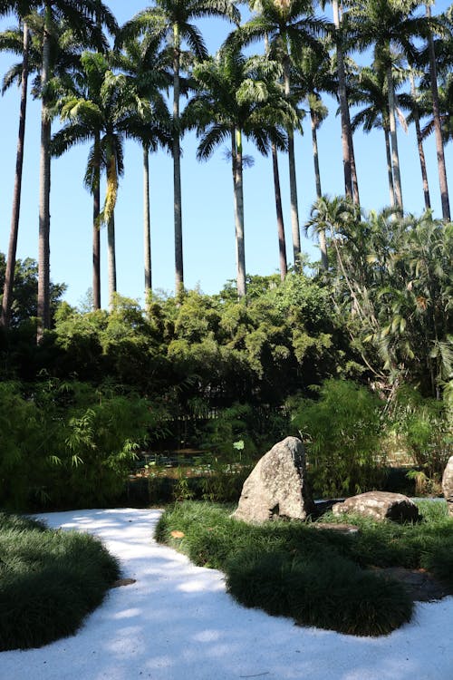 Green Plants and Palm Trees in Park