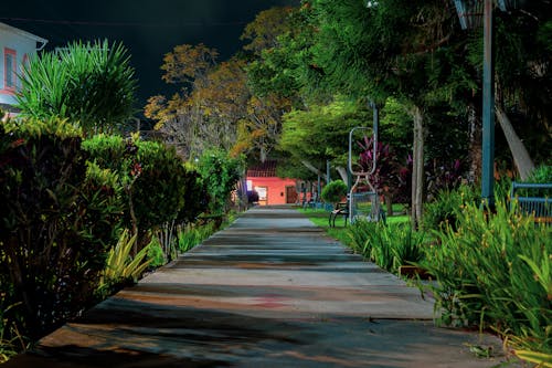View of an Empty Alley in a Park at Night 