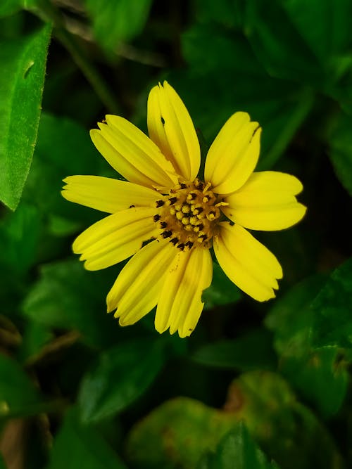 Small sunflower