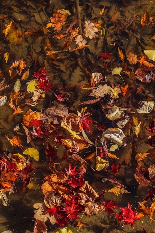 Darmowe zdjęcie z galerii z jaskrawy, jasny, jesień