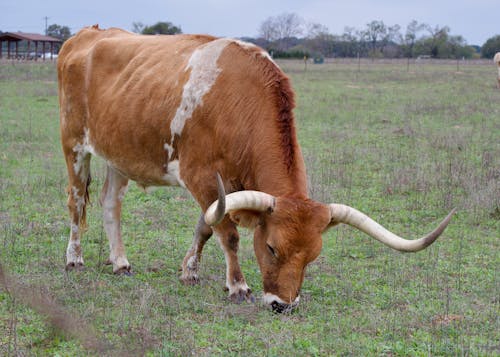 動物攝影, 吃草, 德州長角牛 的 免費圖庫相片