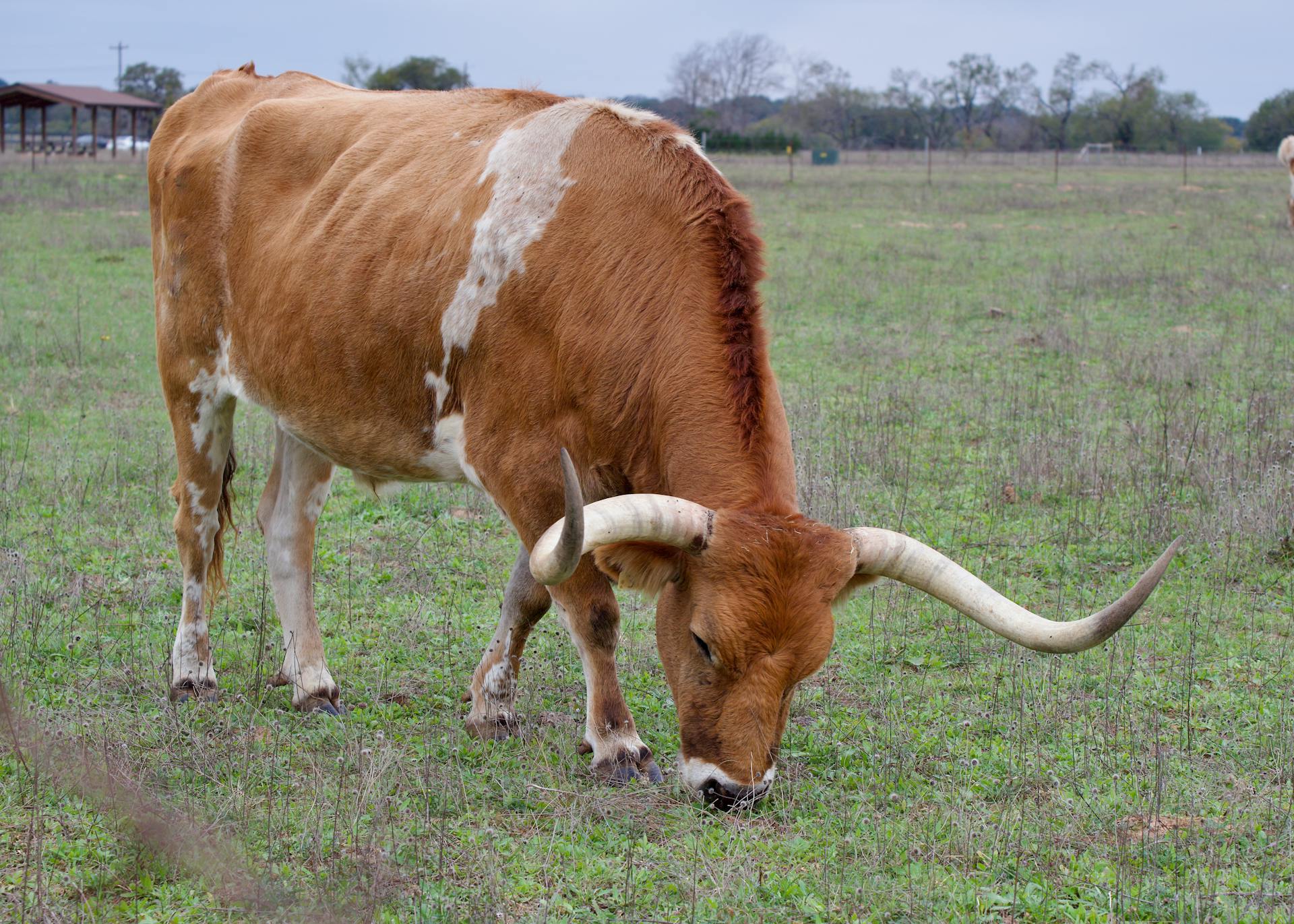 Texas Longhorn Cow Grazing in Field