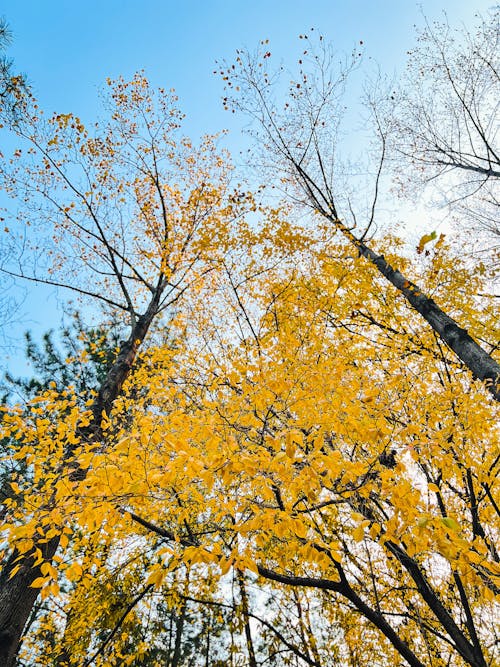 Fotobanka s bezplatnými fotkami na tému atmosfera de outono, jesenná farba, jesenné farby