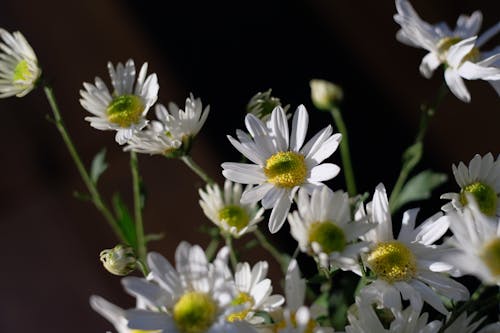 Kostnadsfri bild av daisy, shasta daisy, vit tusensköna