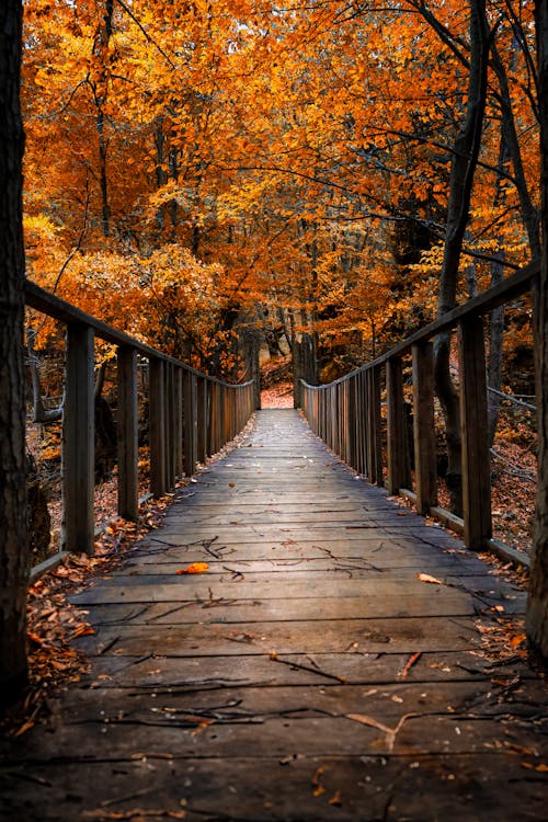 Photos gratuites de allée, amoureux de la nature, arbre