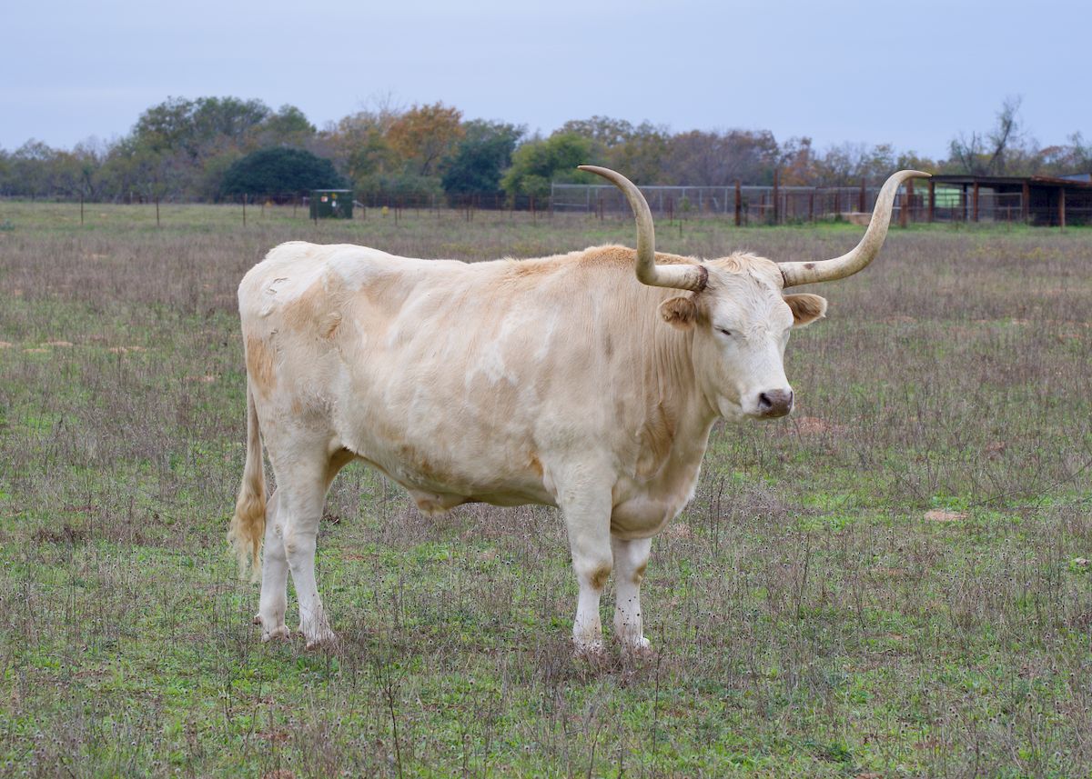 White Texas Longhorn standing in a grass field