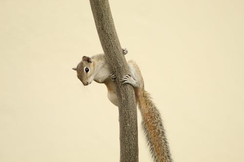 Close-up of a Bush Squirrel Sitting on a Tree 