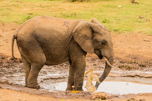 Elephant Calf Splashing Water