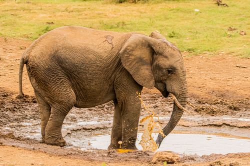 Free Close-up of a young elephant playing in a muddy waterhole on a sunny day. Stock Photo