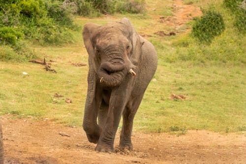 Kostnadsfri bild av djurfotografi, elefant, landskap