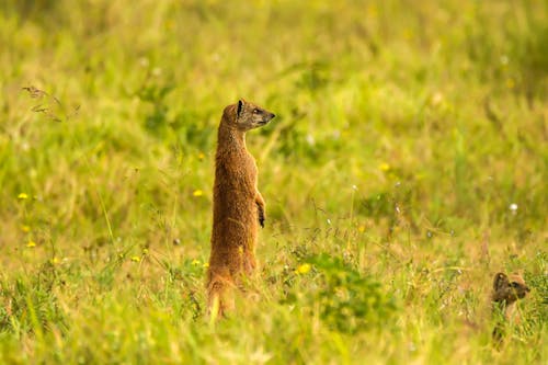 Mongoose Standing in the Grass