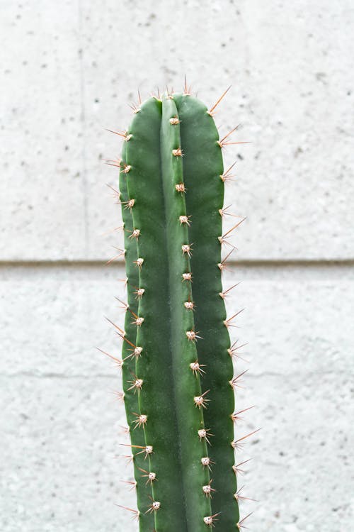 Gratis lagerfoto af kaktus, plante, saguaro