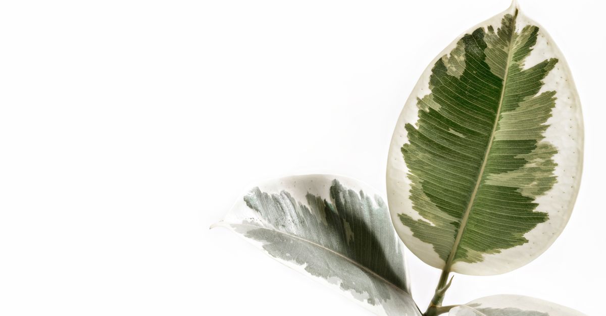 Faut-il couper les feuilles mortes ou abîmées d’une plante ?