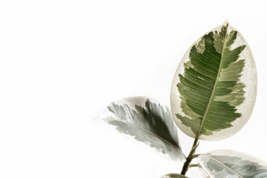 Elegant minimalist shot of a variegated rubber plant leaf with a white background, perfect for decor.