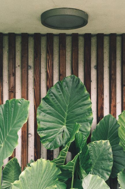 Lush green taro leaves in front of a rustic wooden wall, showcasing natural beauty.