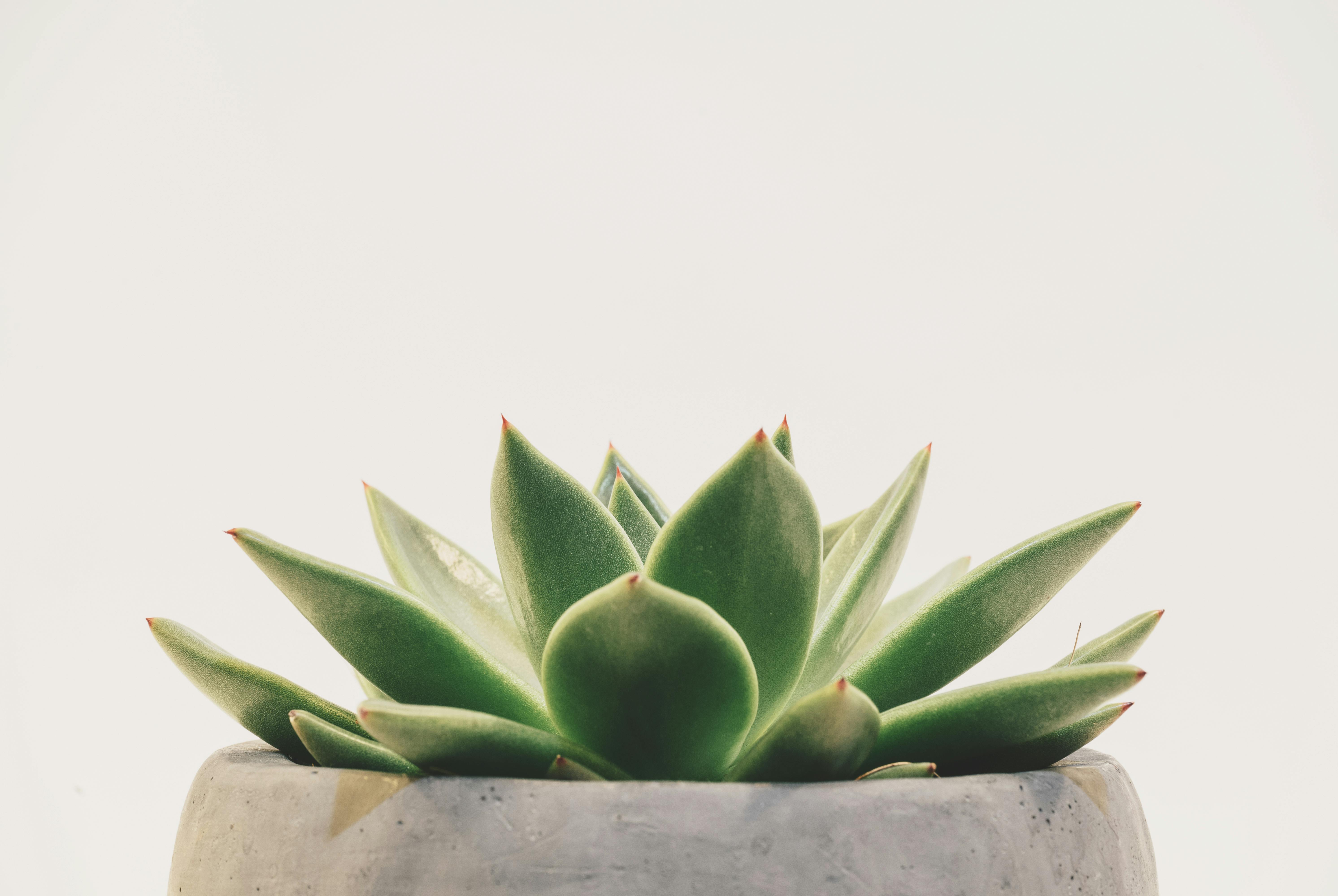 Succulent Aesthetic Desktop Wallpapers on WallpaperDog