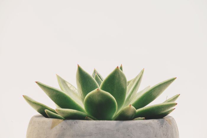 Succulent planted in a concrete pot